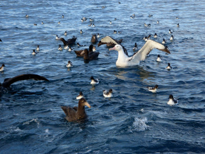 Giant Petrel, Wandering Albatross, Cape Petrel