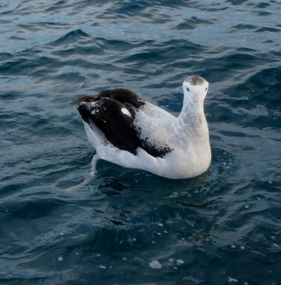 Wandering Albatross