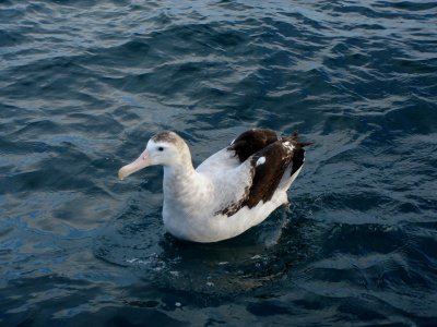 Wandering Albatross