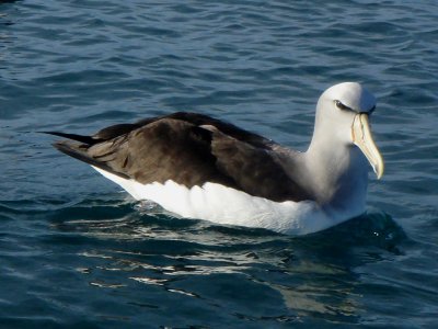 Salvin's Albatross