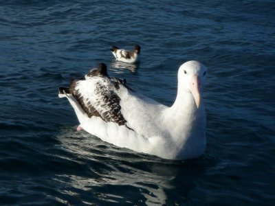 Wandering Albatross