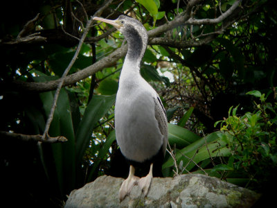 Spotted Shag