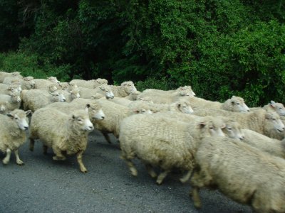 Sheep Stampede