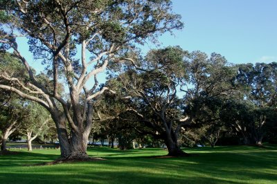 Wenderholm Pohutukawa, Metrosideros excelsa