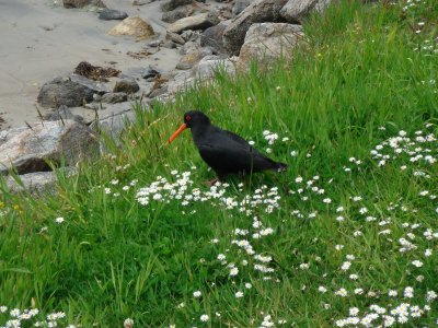 Variable Oystercatcher