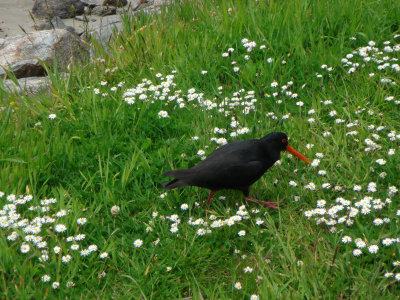 Variable Oystercatcher