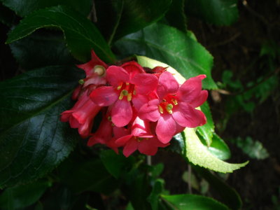 Weigela Ornamental