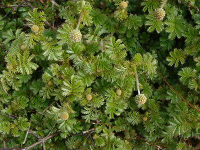 Acaena anserinifolia