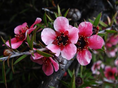 Manuka, Ornamental