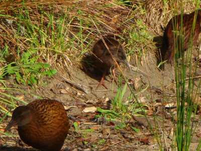 Weka & Chick