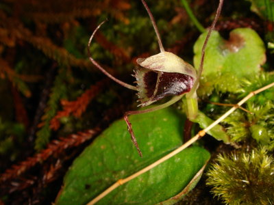 Spider Orchid, Nematoceras sp.