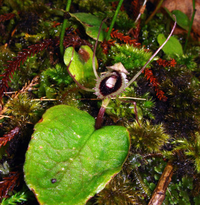 Spider Orchid, Nematoceras sp.