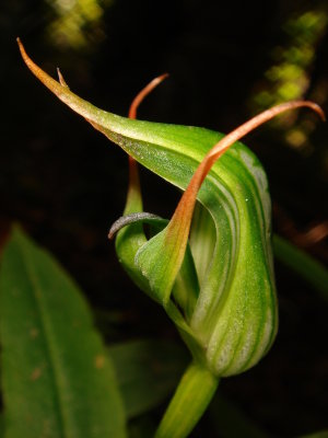 Greenhood Orchid, Pterostylis sp.