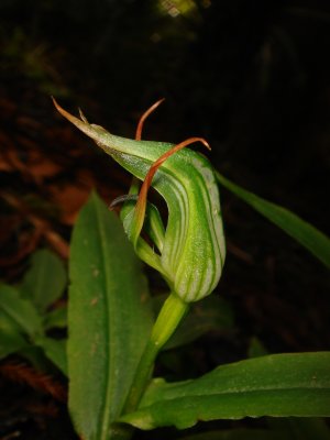 Greenhood Orchid, Pterostylis sp.