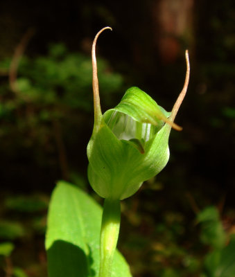 Greenhood Orchid, Pterostylis sp.