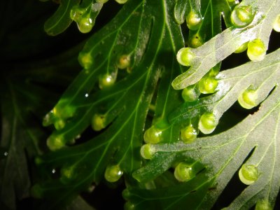 Stewart Island