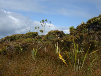 Fernbird Habitat