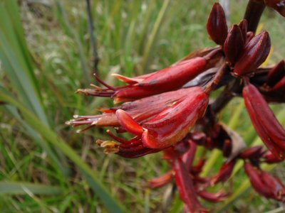 Flax, Phormium tenax