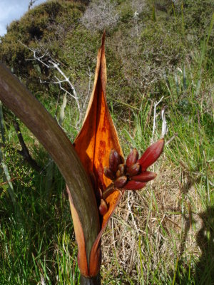 Flax, Phormium tenax