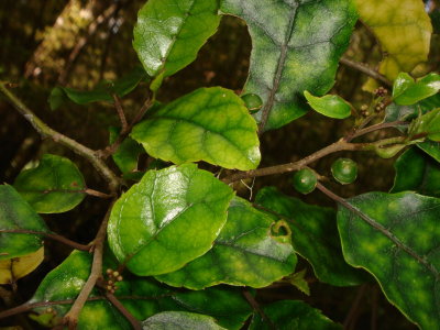 MarbleLeaf, Putaputaweta