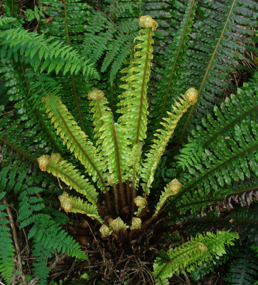 Crown Fern, Blechnum discolor