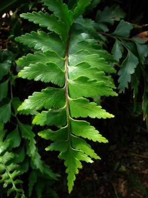 Acker' s Point Fern