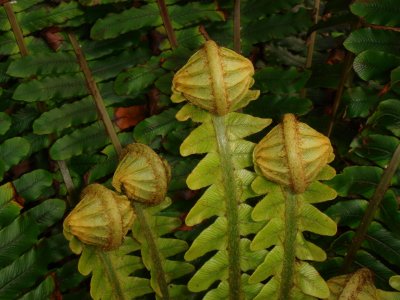 Crown Fern, Blechnum discolor