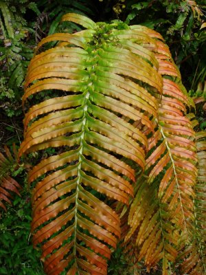 Acker' s Point Fern