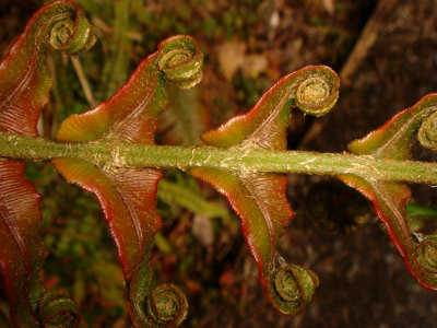 Stewart Island Fern