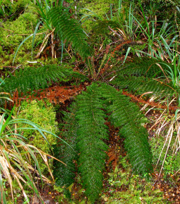 New Zealand Ferns