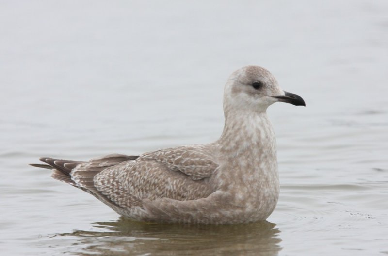 Thayers Gull