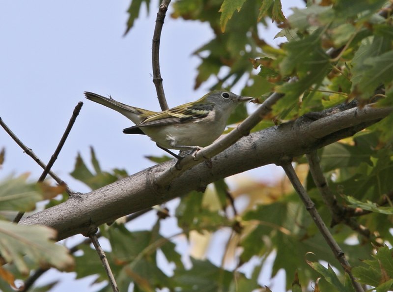 Chestnut-sided Warbler