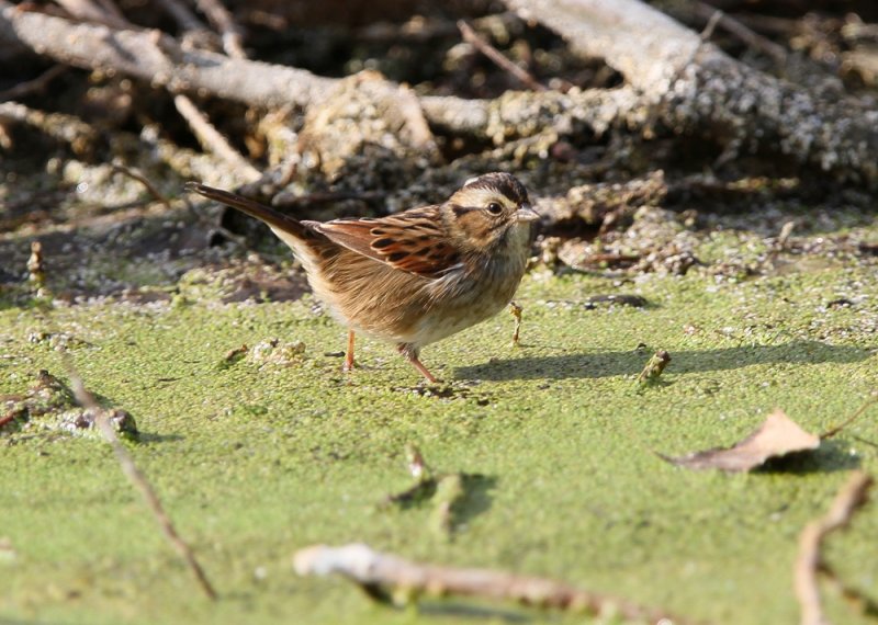 Swamp Sparrow