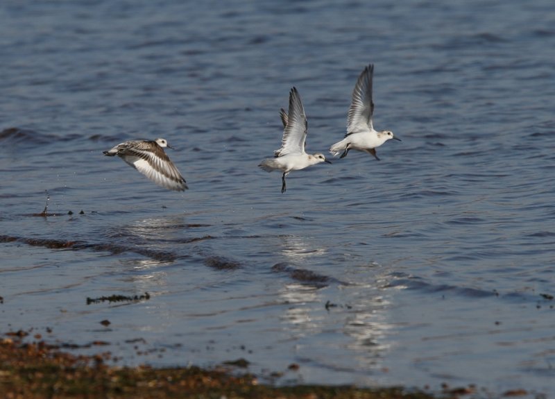 Sanderling