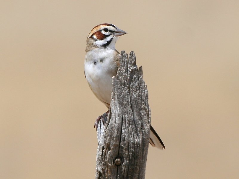 Lark Sparrow