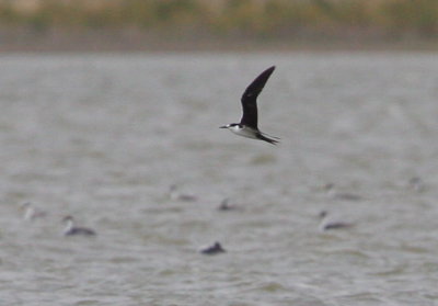 Sooty Tern