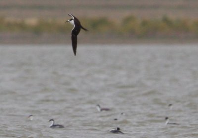 Sooty Tern