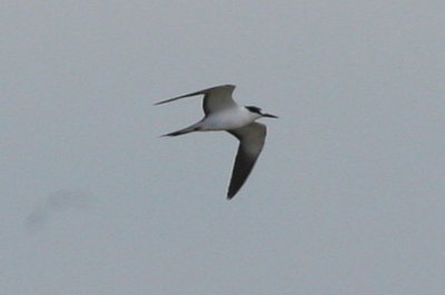 Sooty Tern
