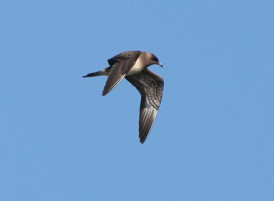 Long-tailed Jaeger