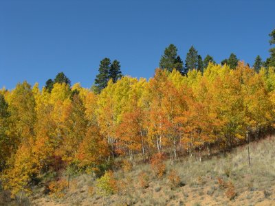 autumn_in_co