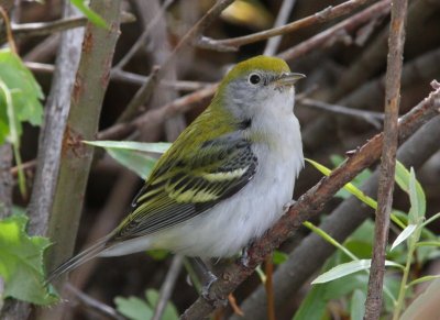 Chestnut-sided Warbler