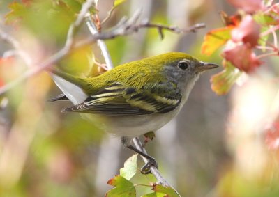 Chestnut-sided Warbler