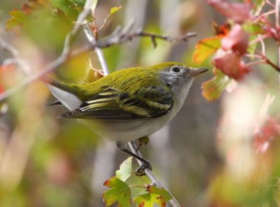 Chestnut-sided Warbler