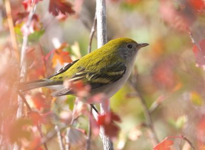 Chestnut-sided Warbler