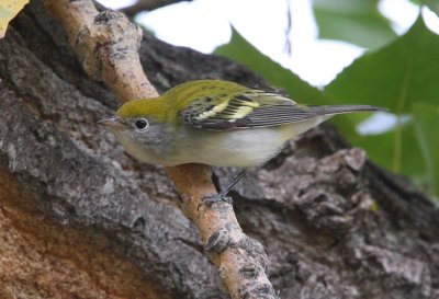 Chestnut-sided Warbler