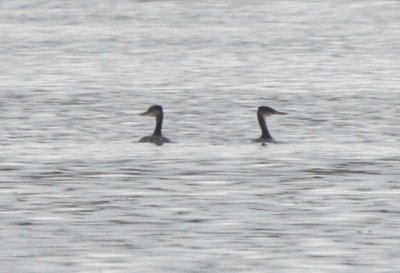 Red-necked Grebe