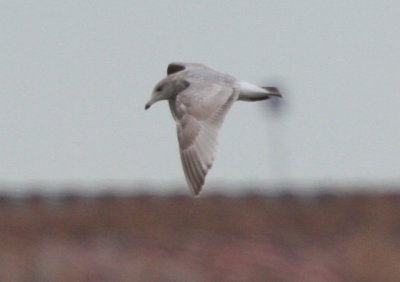 Thayer's Gull