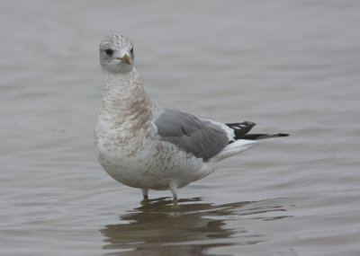 Mew Gull