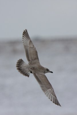 Thayer's Gull