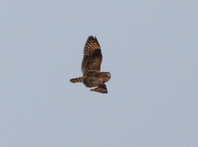 Short-eared Owl